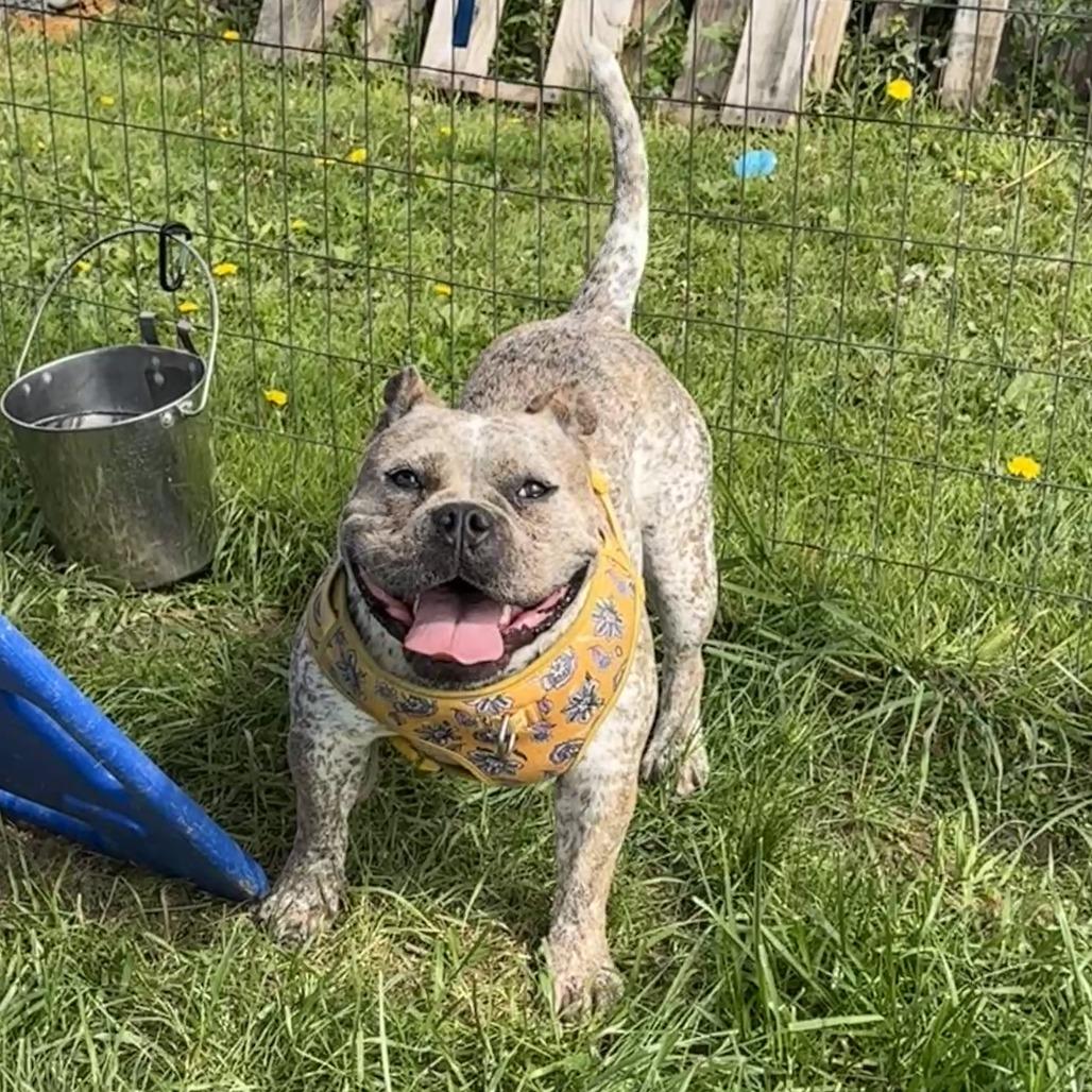 Enlarge Freckles, a Adoptable English Bulldog in Uniontown, PA image 6/6