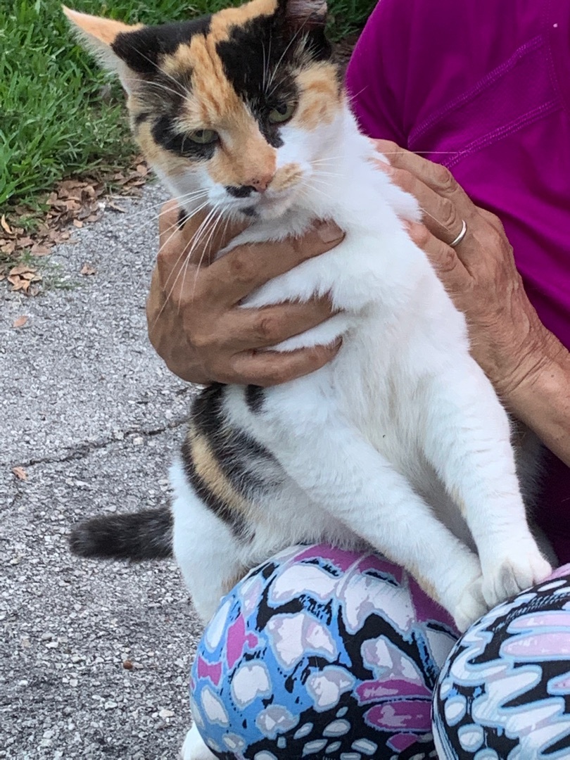 Lilian, a Adoptable Calico in Parkland, FL image 1/5