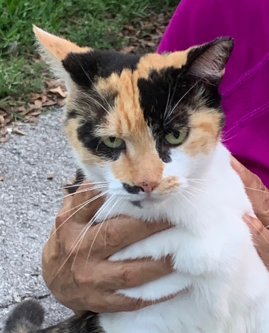 Lilian, a Adoptable Calico in Parkland, FL image 2/5