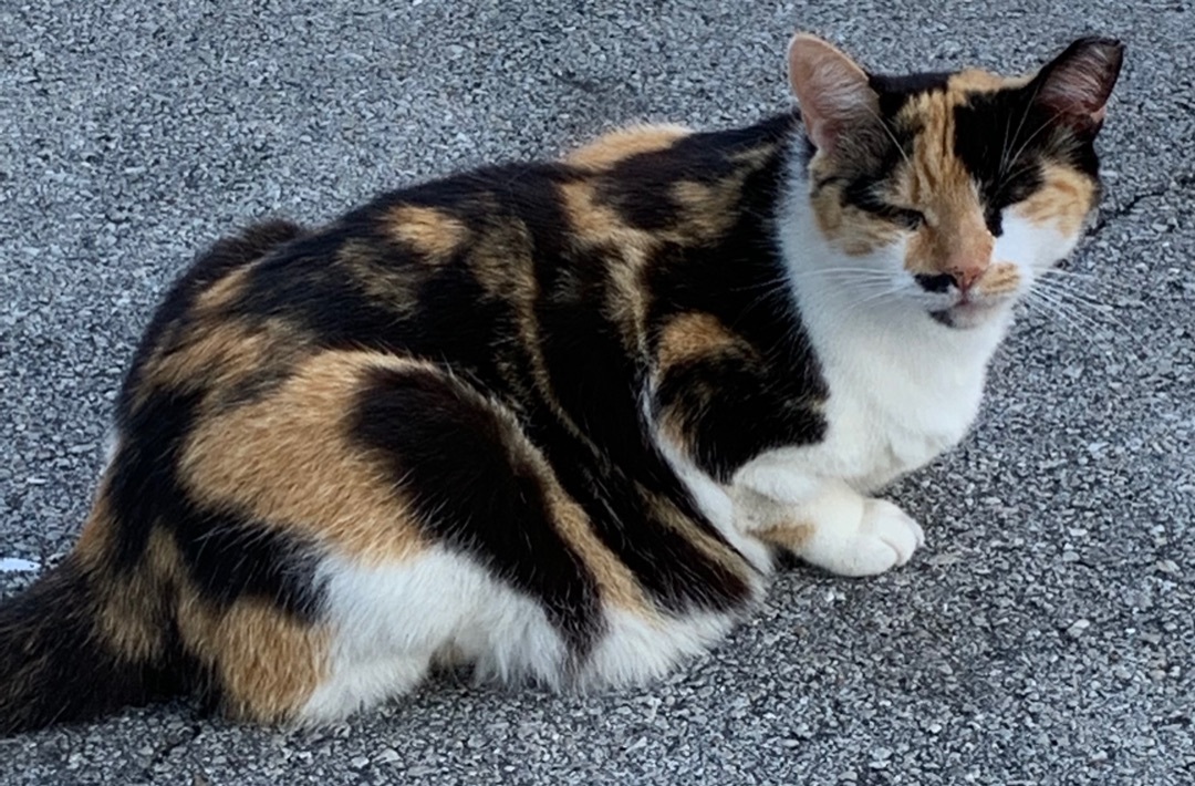 Lilian, a Adoptable Calico in Parkland, FL image 3/5
