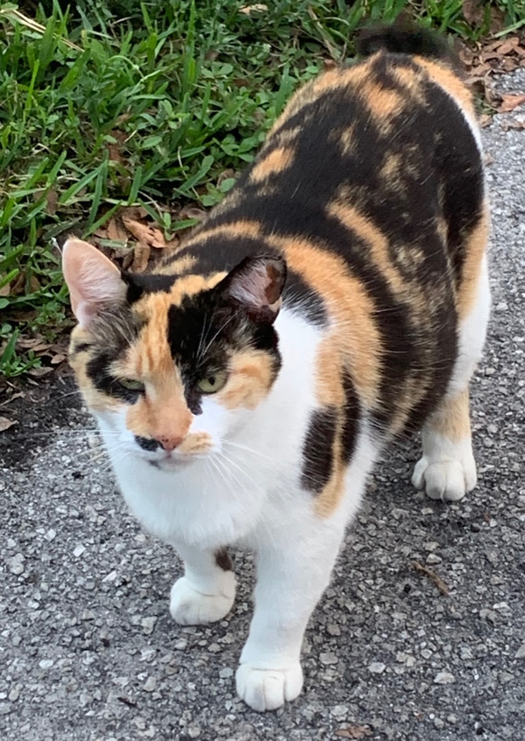 Lilian, a Adoptable Calico in Parkland, FL image 4/5