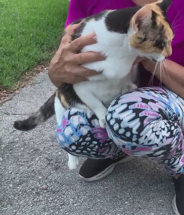 Enlarge Lilian, a Adoptable Calico in Parkland, FL video 5/5