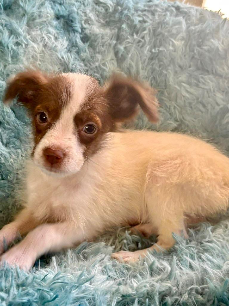 Willa, Adopted, Puppy Male Terrier & Mixed Breed.