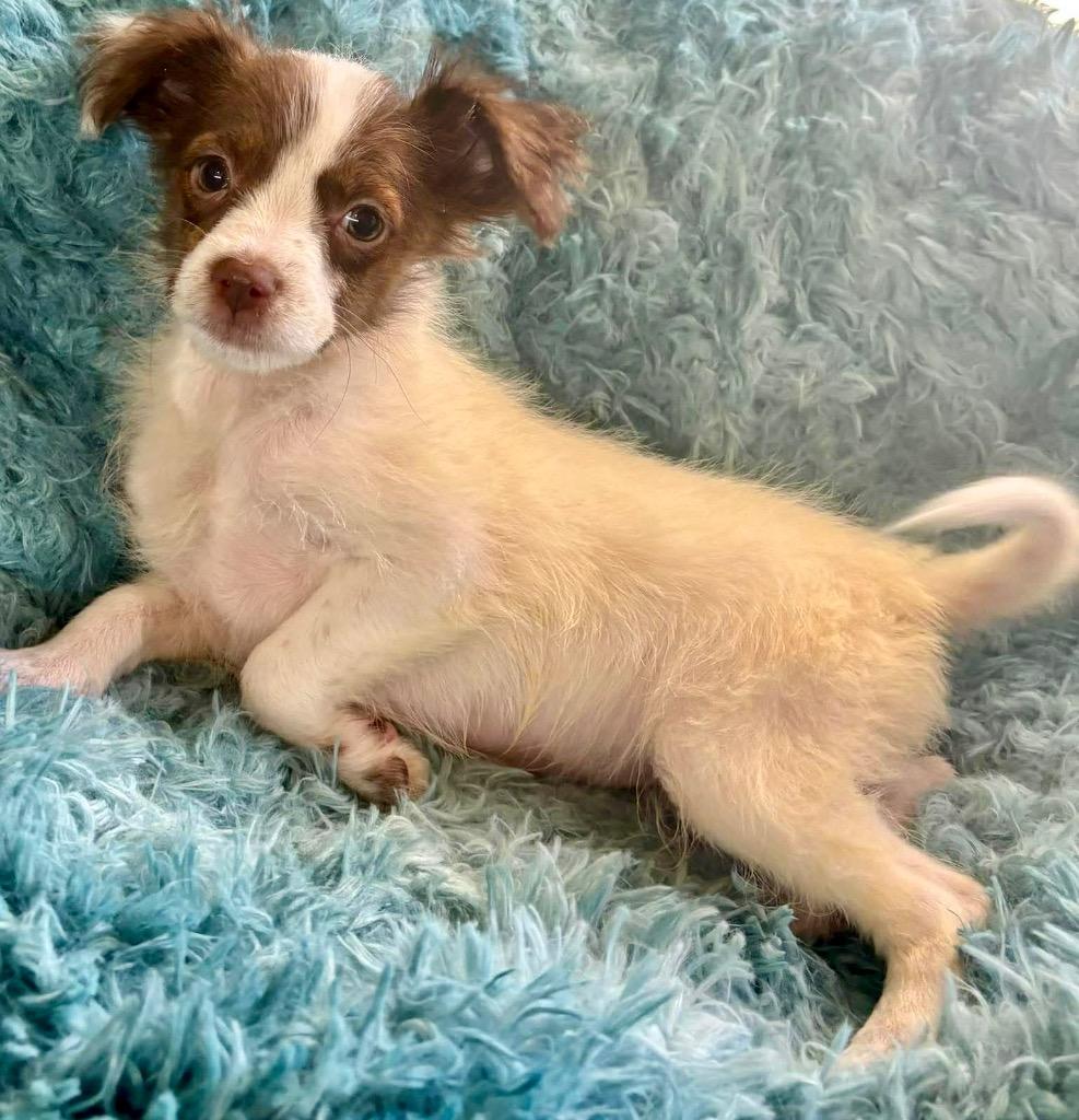 Enlarge Willa, a Adopted mixed breed in Urbandale, IA image 2/3