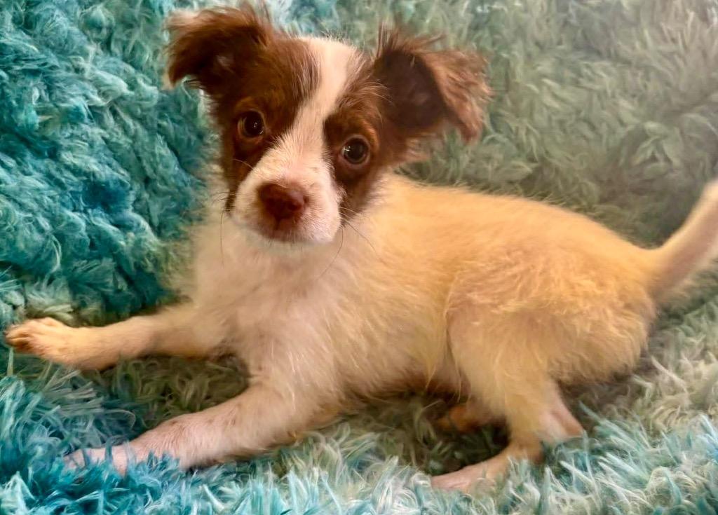 Enlarge Willa, a Adopted mixed breed in Urbandale, IA image 3/3