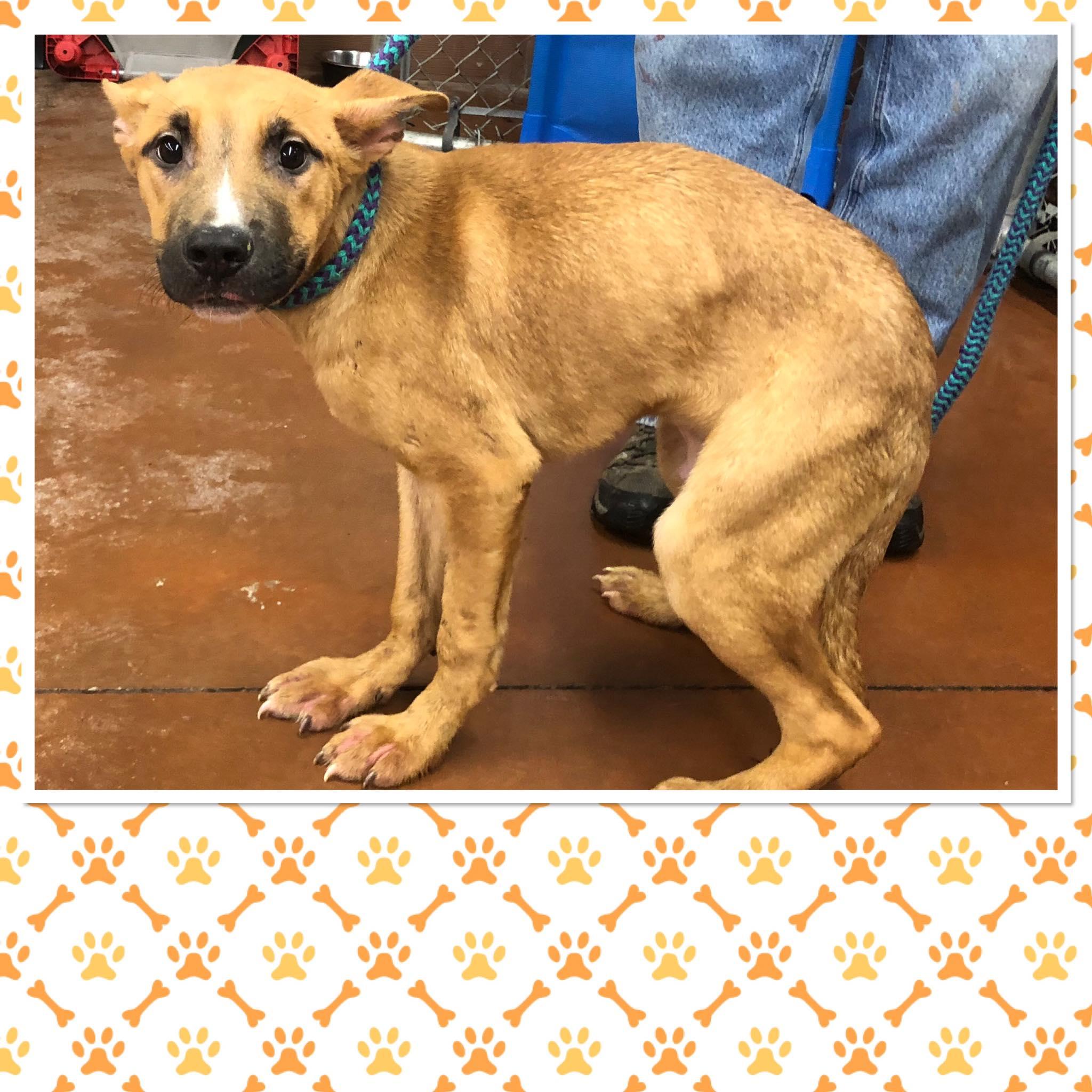 THOR, ADOPTABLE, Puppy Male Shepherd & Pit Bull Terrier.