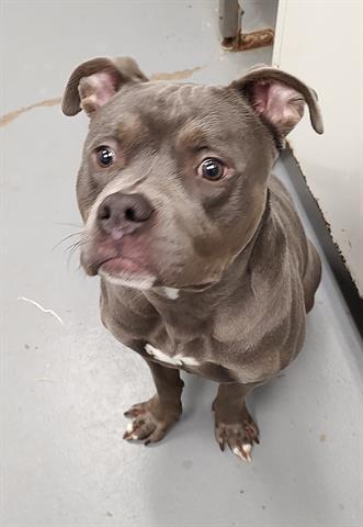 STITCH, Adoptable, Adult Male Pit Bull Terrier.