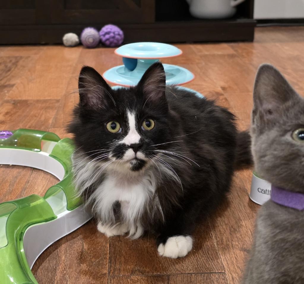 Kobuk — thumbnail 4