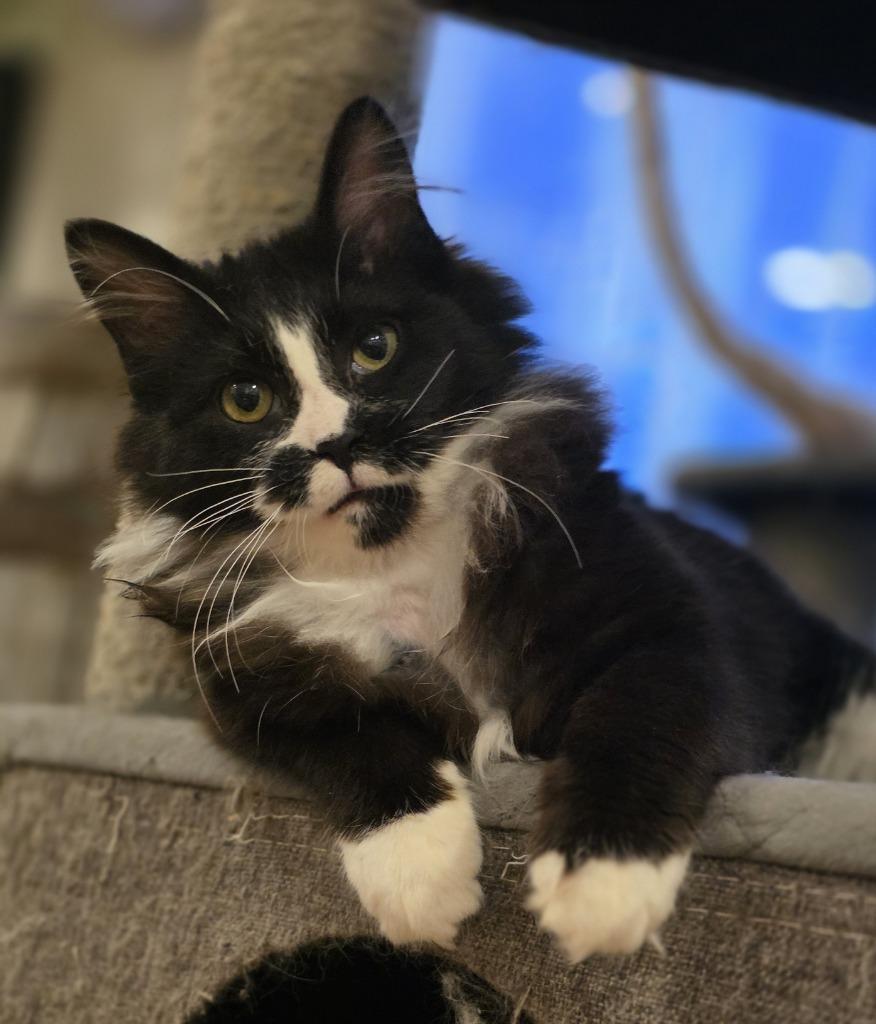 Enlarge Kobuk, a Adoptable mixed breed in Palmer, AK image 5/5