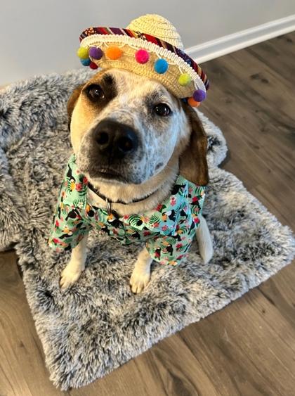 2618b Cupid - Adoption Ambassador, Adoptable, Adult Male English Coonhound & Mixed Breed.