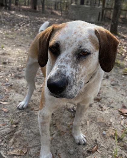 Enlarge 2618b Cupid - Adoption Ambassador, a Adoptable mixed breed in North Charleston, SC image 1/3