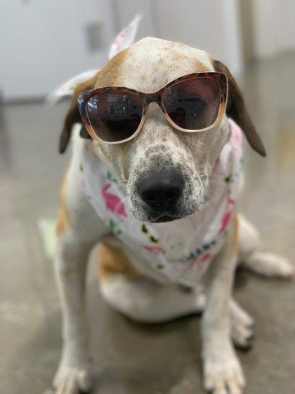 Enlarge 2618b Cupid - Adoption Ambassador, a Adoptable mixed breed in North Charleston, SC image 2/3