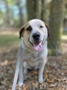Enlarge 2618b Cupid - Adoption Ambassador, a Adoptable mixed breed in North Charleston, SC image 2/3