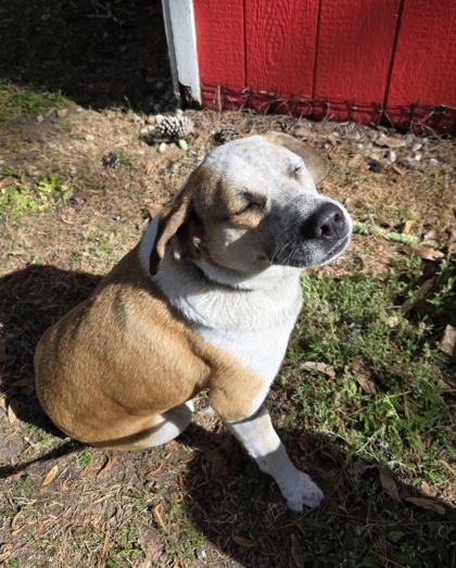 Enlarge 2618b Cupid - Adoption Ambassador, a Adoptable mixed breed in North Charleston, SC image 3/3