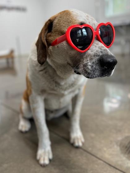 Enlarge 2618b Cupid - Adoption Ambassador, a Adoptable mixed breed in North Charleston, SC image 2/3