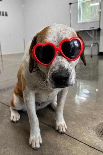 Enlarge 2618b Cupid - Adoption Ambassador, a Adoptable mixed breed in North Charleston, SC image 3/3