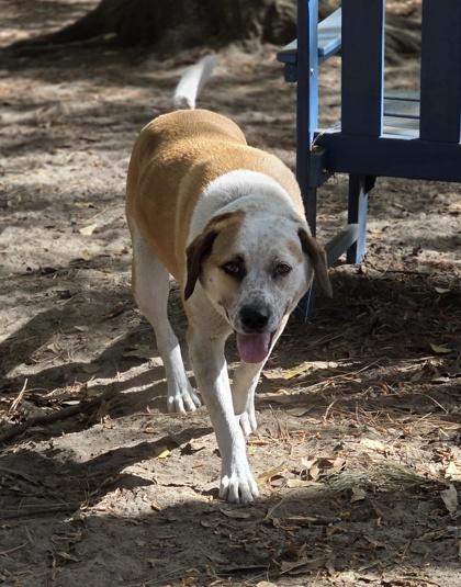 Enlarge 2618b Cupid - Adoption Ambassador, a Adoptable mixed breed in North Charleston, SC image 3/3