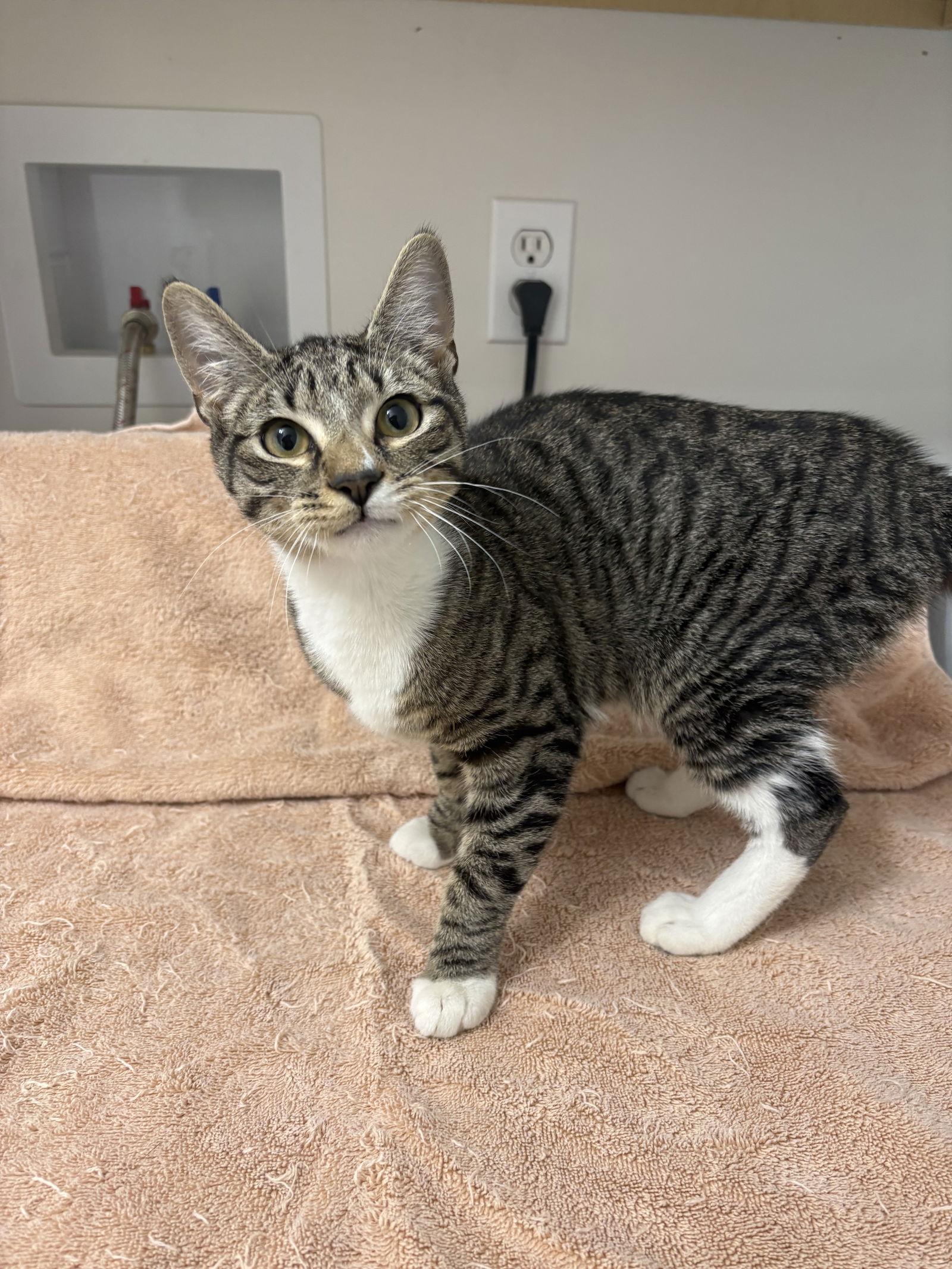 Charlie, Adopted, Young Male Tabby & Domestic Short Hair.