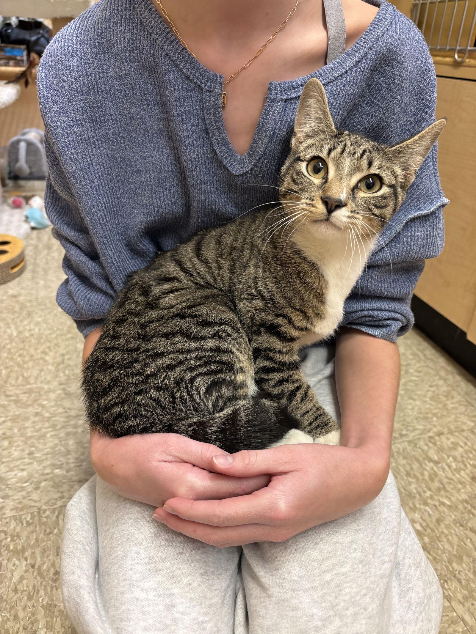 Charlie, a Adopted mixed breed in Yardley, PA image 2/3