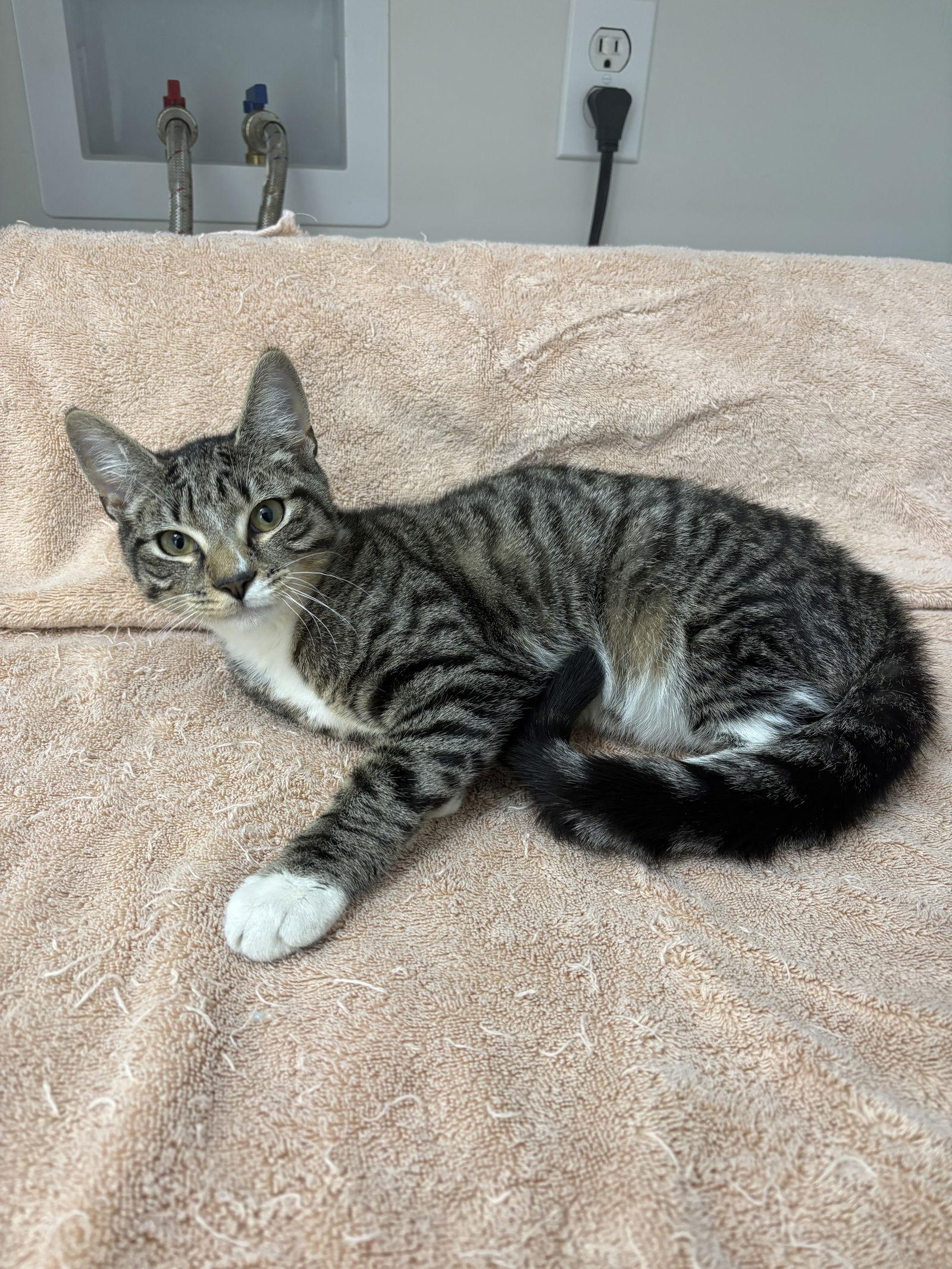 Charlie, a Adopted mixed breed in Yardley, PA image 3/3