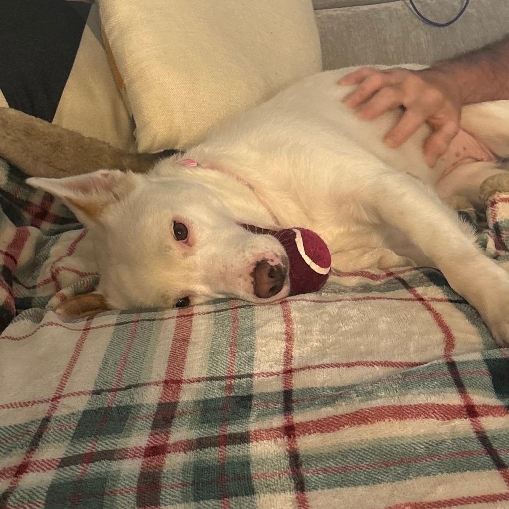 Marshmallow, a Adoptable Mixed Breed in Greenville, SC image 1/5