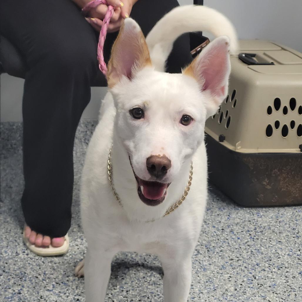 Marshmallow, a Adoptable Mixed Breed in Greenville, SC image 2/5