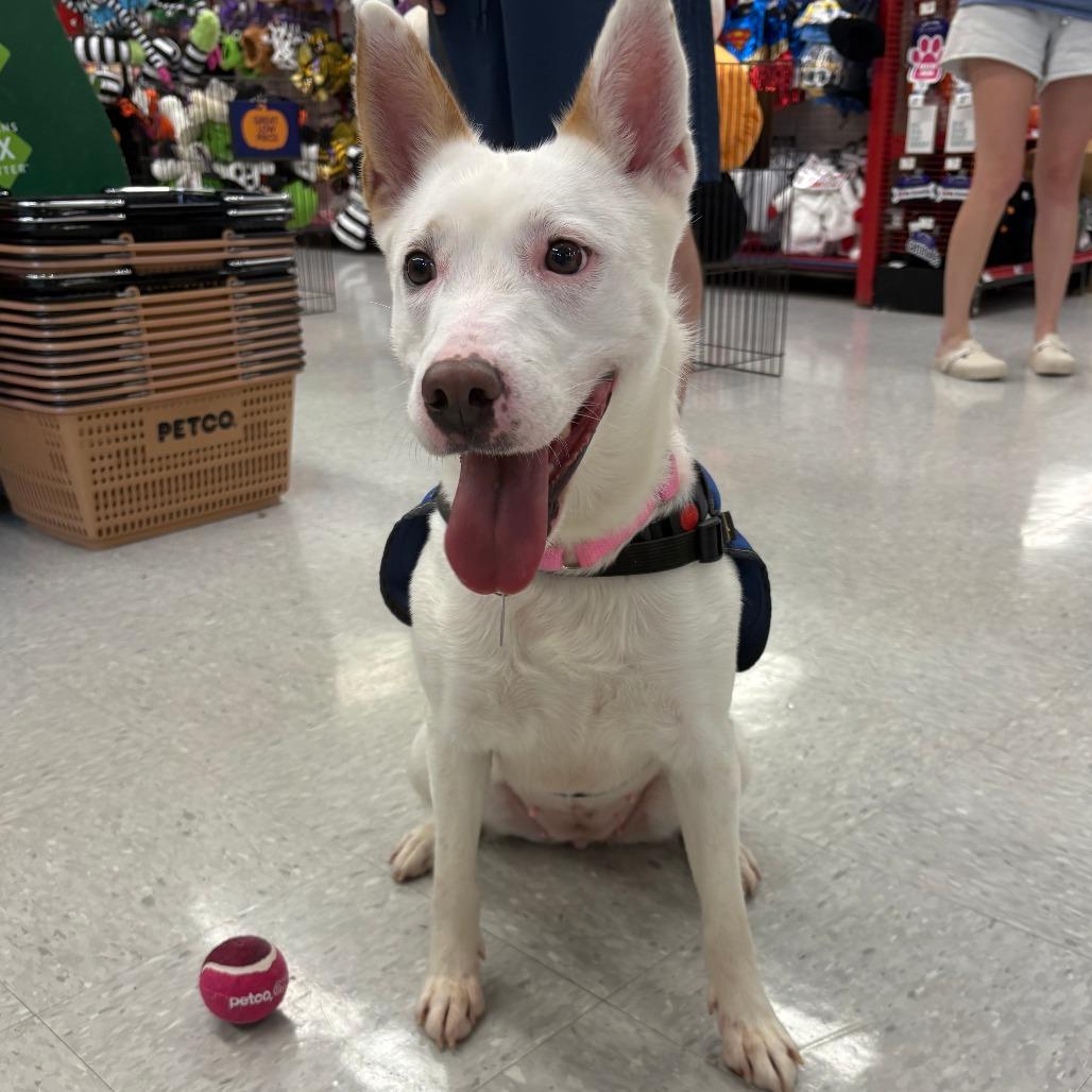 Marshmallow, a Adoptable Mixed Breed in Greenville, SC image 3/5