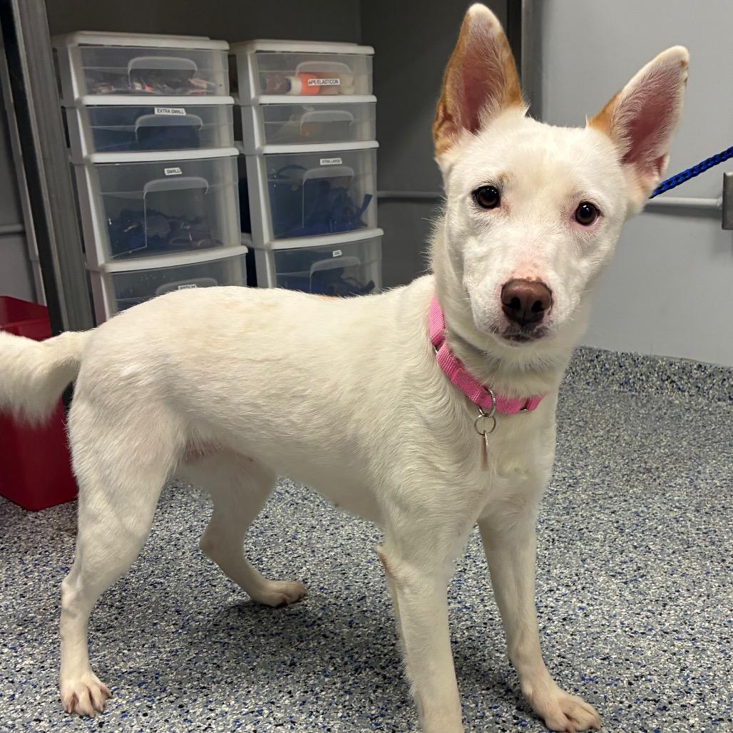 Marshmallow, a Adoptable Mixed Breed in Greenville, SC image 4/5