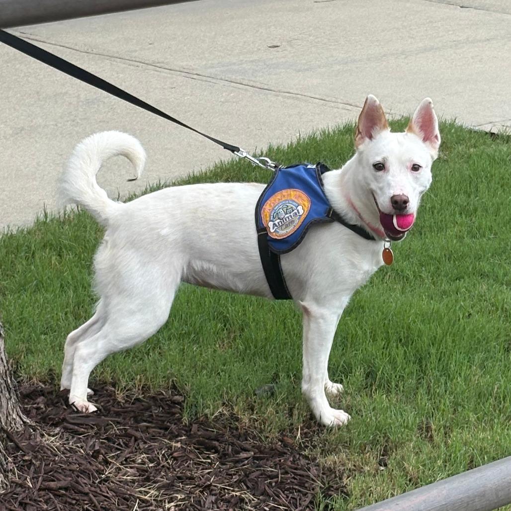 Marshmallow, a Adoptable Mixed Breed in Greenville, SC image 5/5