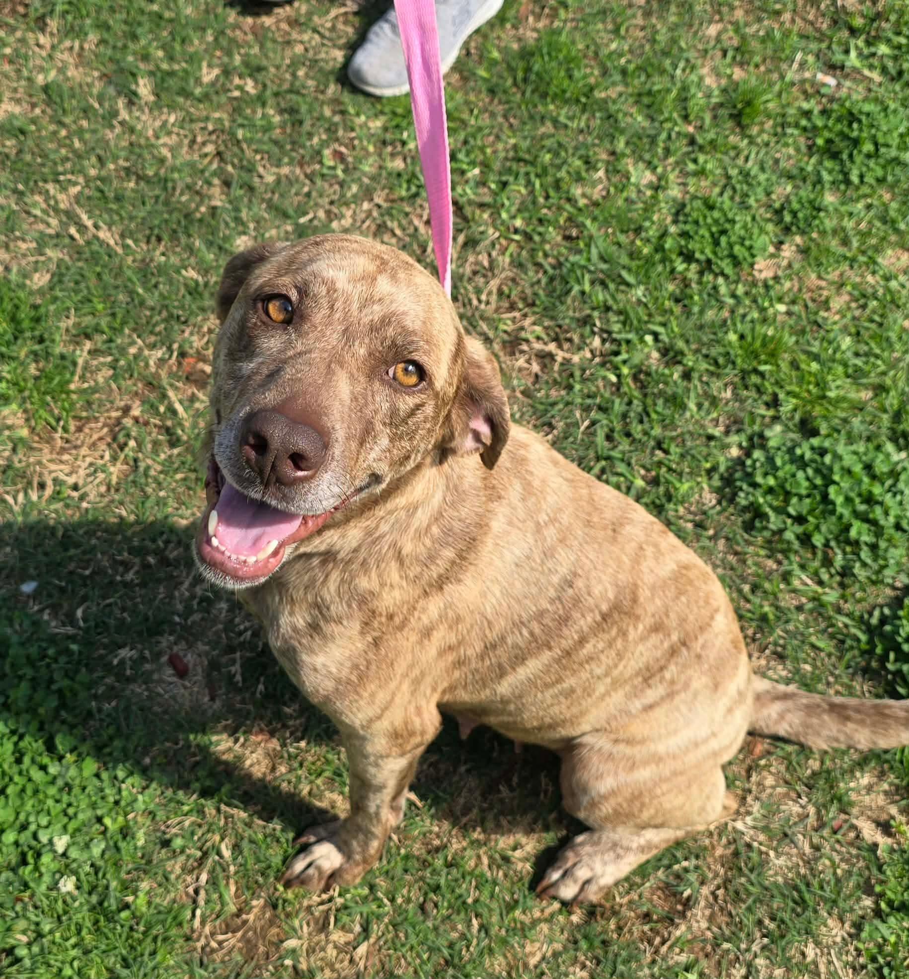 Granny, ADOPTABLE, Adult Female Mixed Breed.