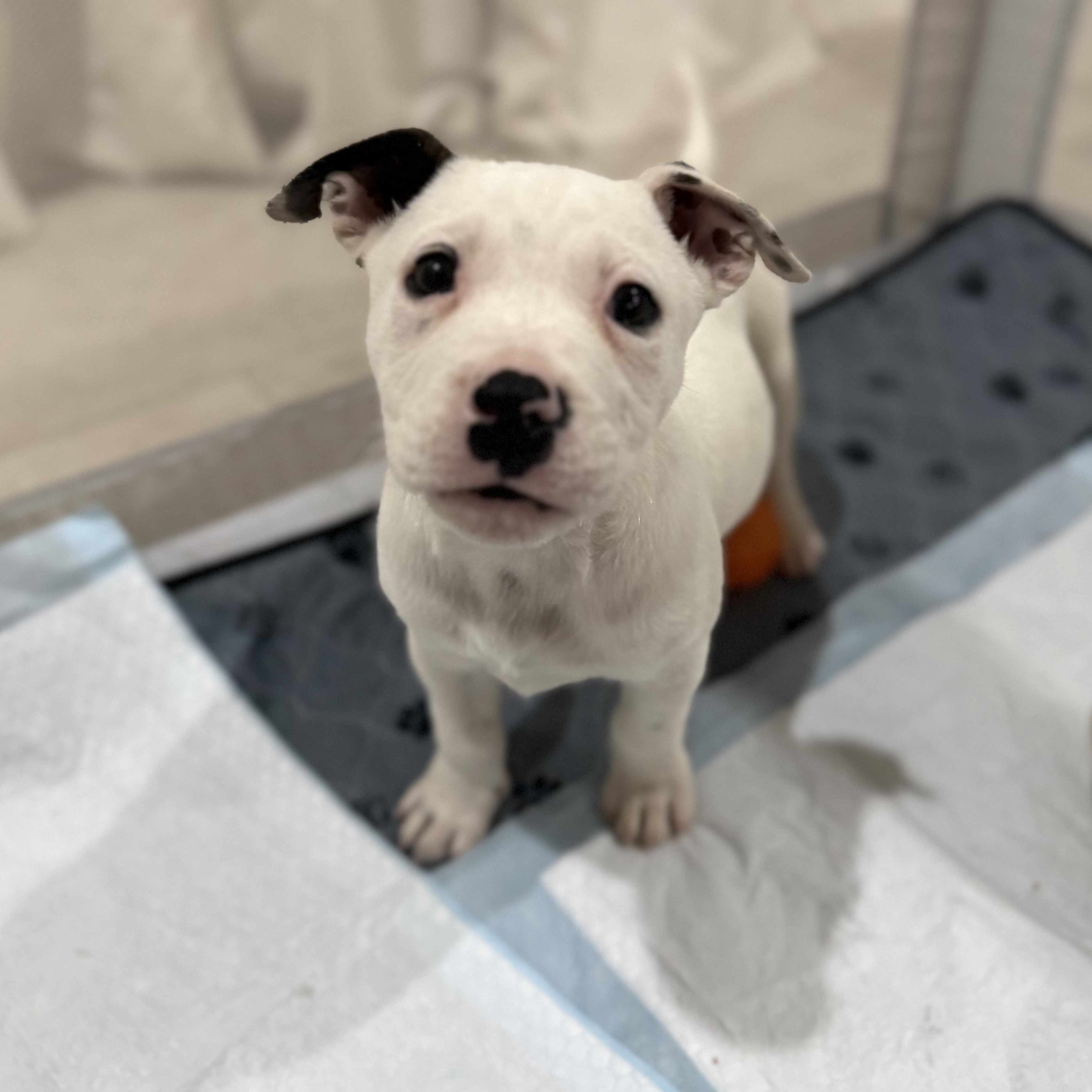 Snow — thumbnail 2