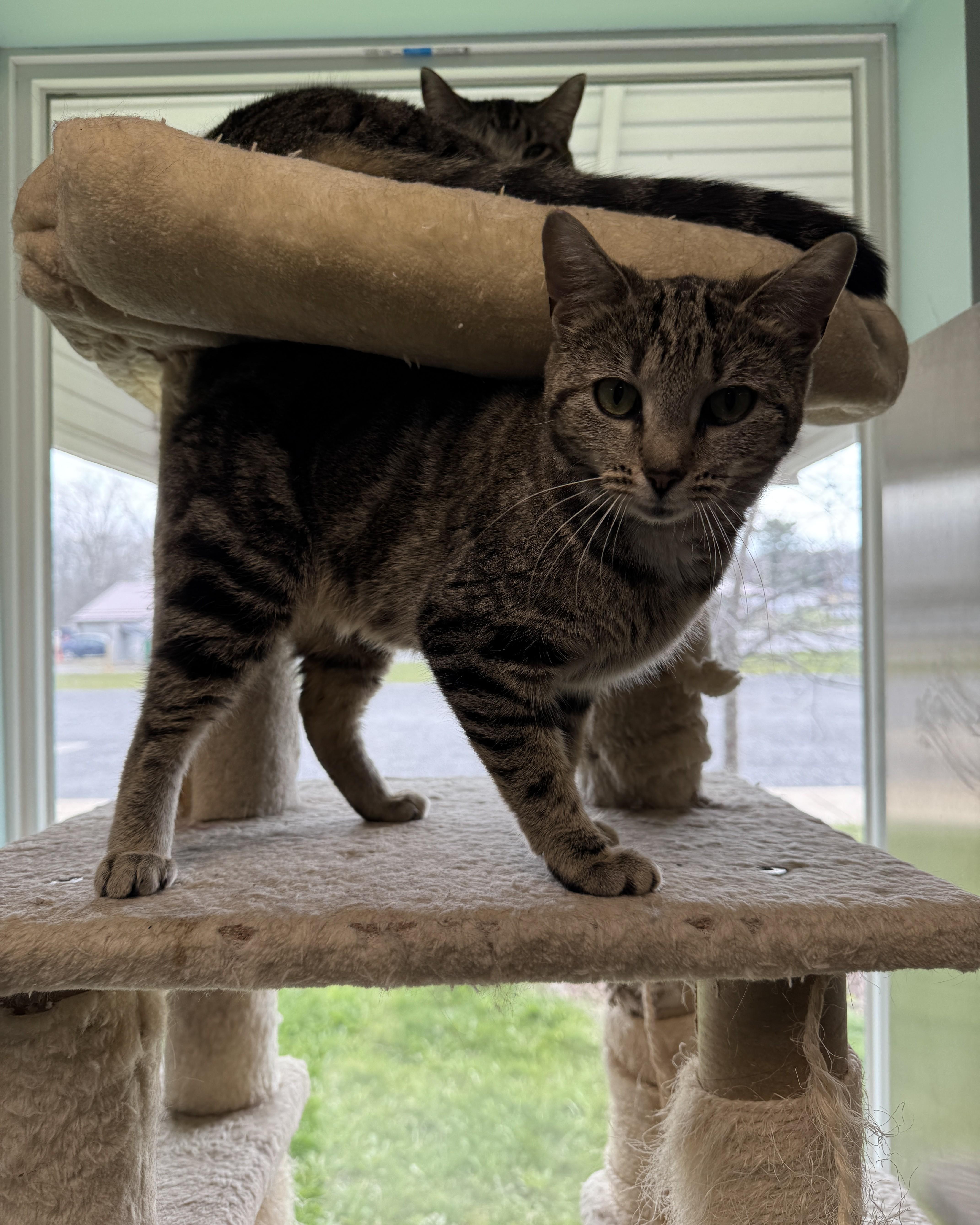 Enlarge Harmony, an adopted Domestic Short Hair in Seneca, PA image 4/5