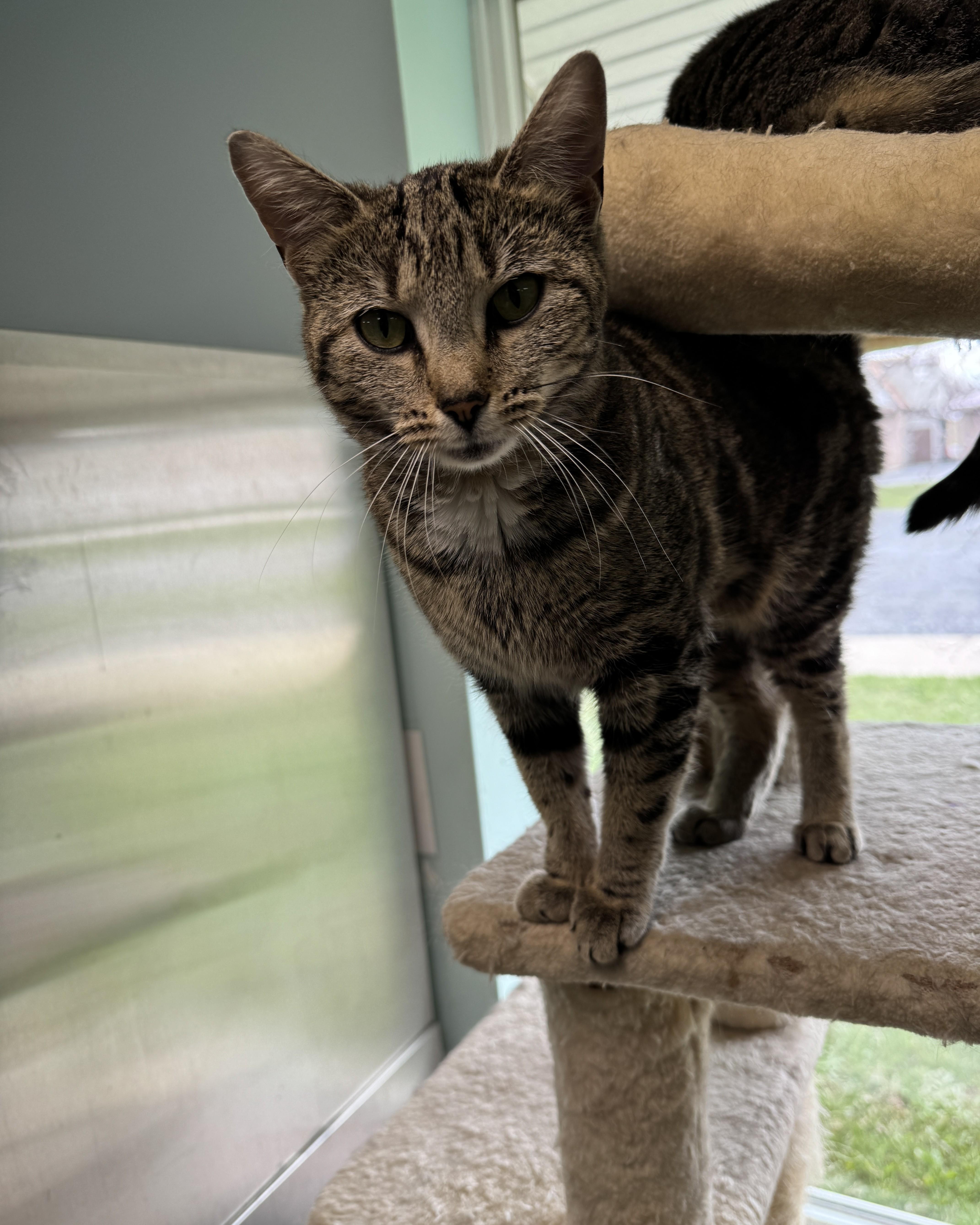 Enlarge Harmony, an adopted Domestic Short Hair in Seneca, PA image 1/5