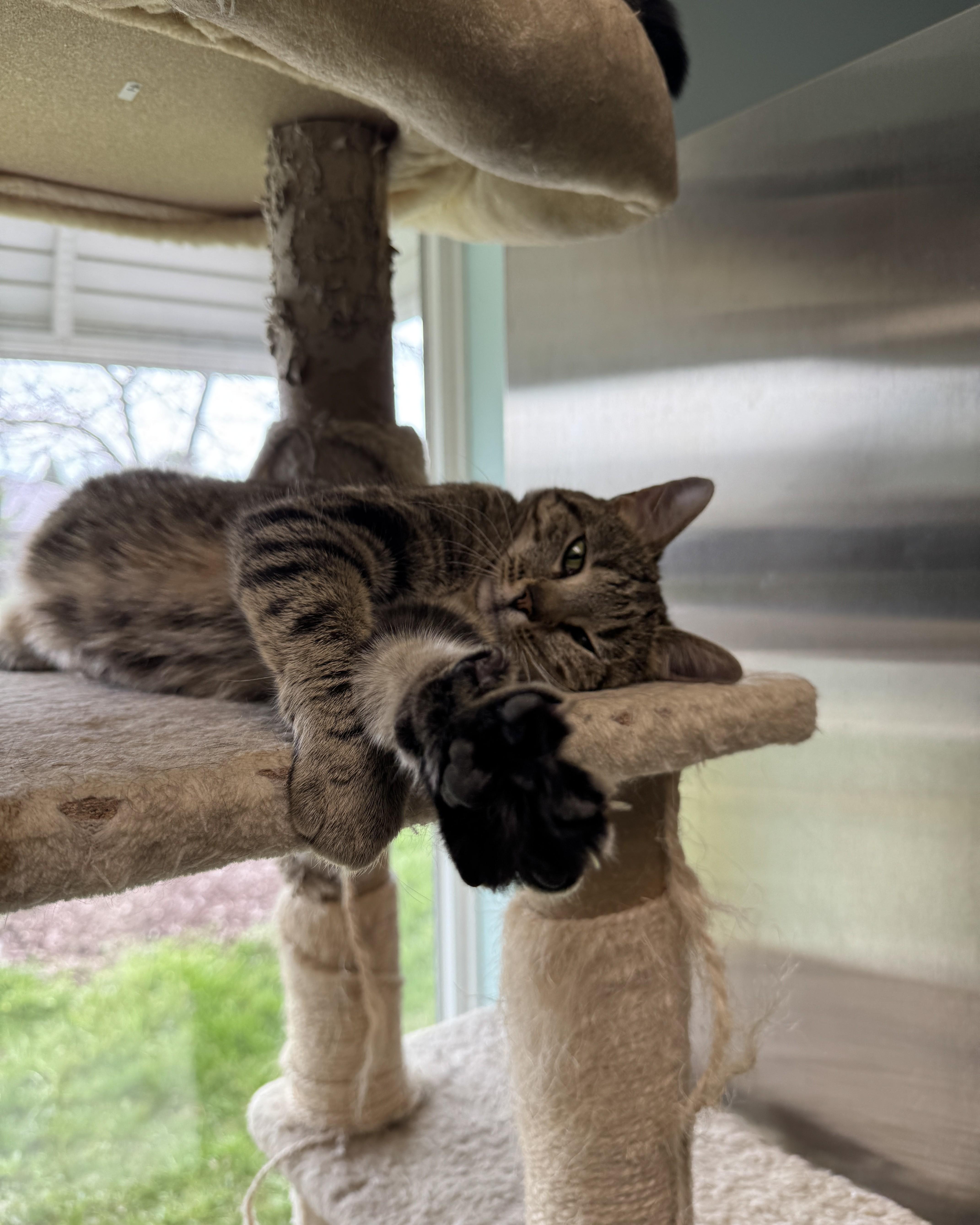 Enlarge Harmony, an adopted Domestic Short Hair in Seneca, PA image 2/5