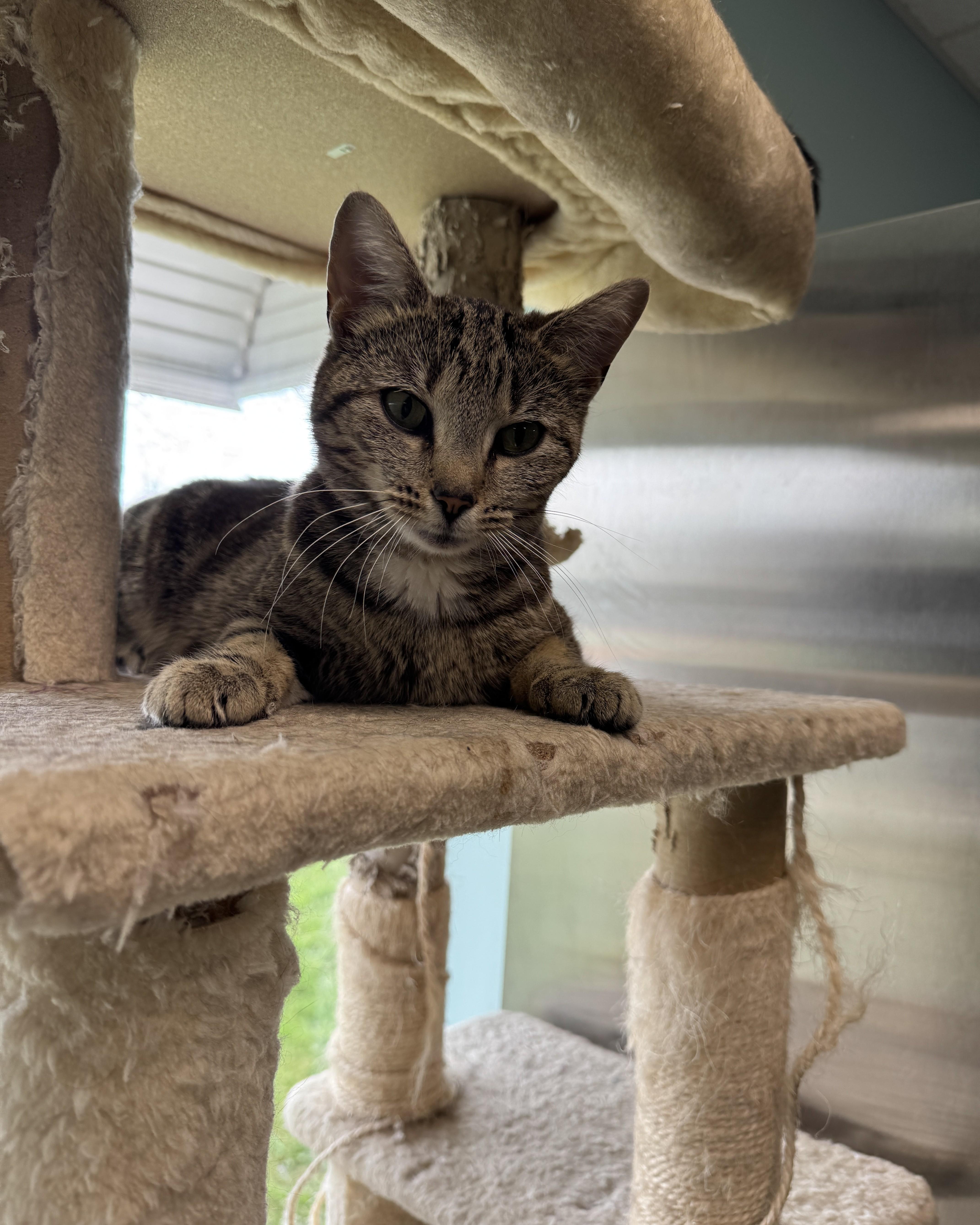 Enlarge Harmony, an adopted Domestic Short Hair in Seneca, PA image 5/5