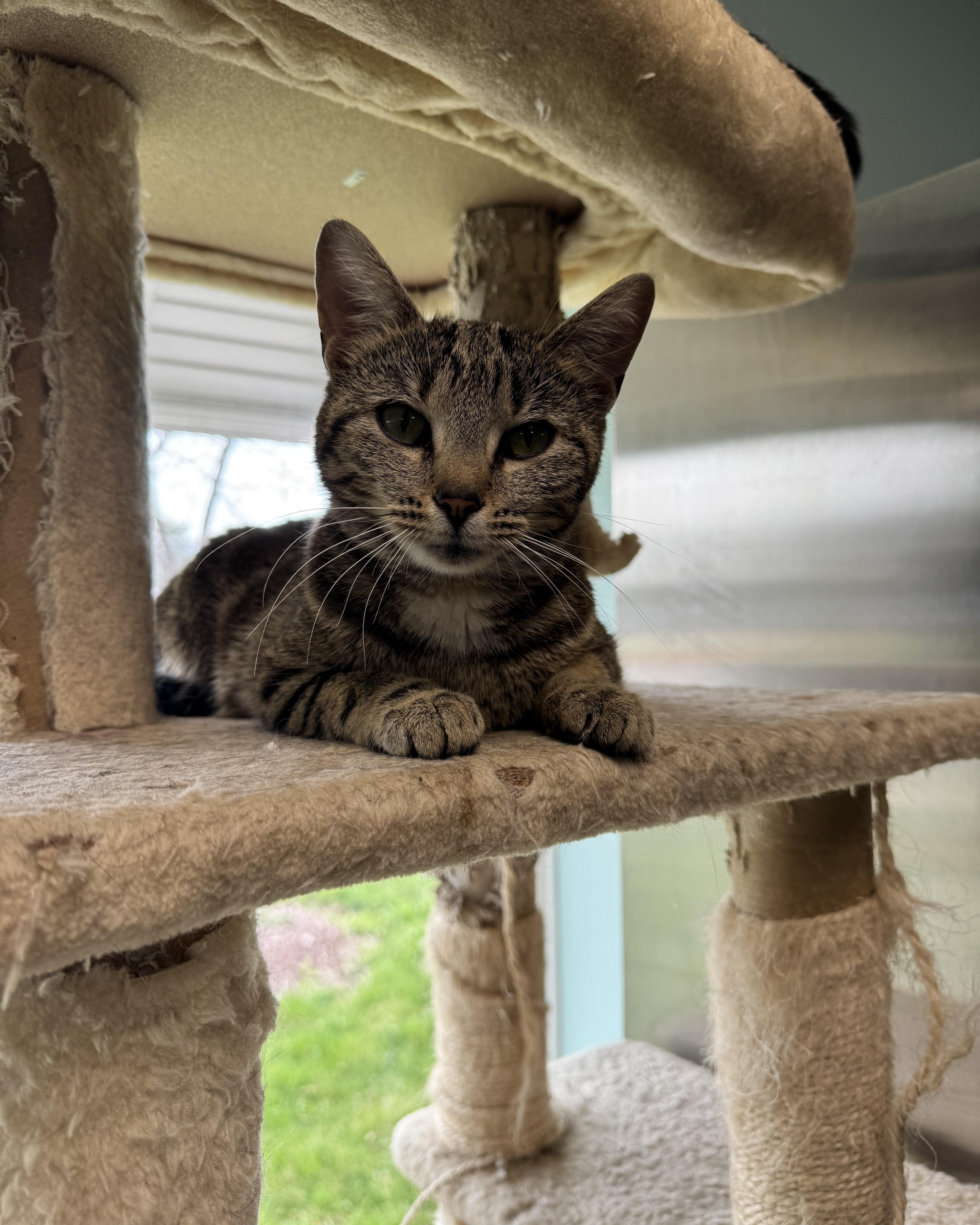 Enlarge Harmony, an adopted Domestic Short Hair in Seneca, PA image 3/5