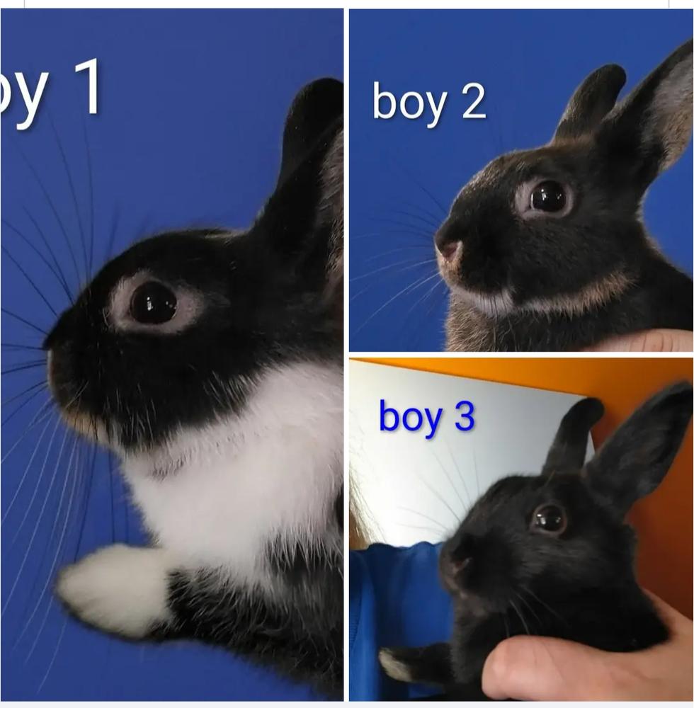 Athena, Adoptable, Baby Female Polish & Dwarf.