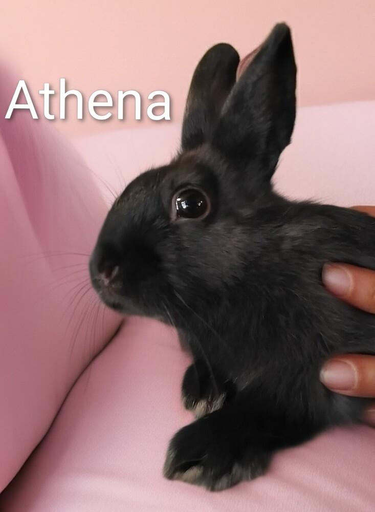 Athena, Adoptable, Baby Female Polish & Dwarf.