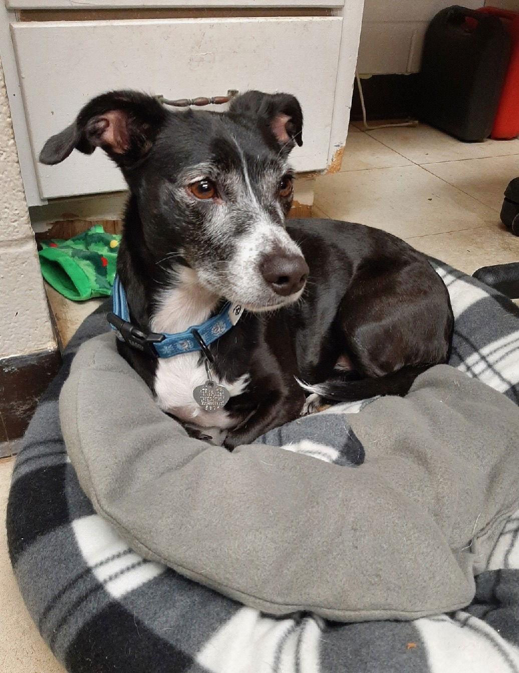 Enlarge Chloe K Weaver, a Adoptable Chihuahua in Saunderstown, RI image 1/1