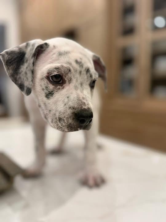 Enlarge Todd (Ruby Sue pup) , an adopted mixed breed in Mount Juliet, TN image 3/4