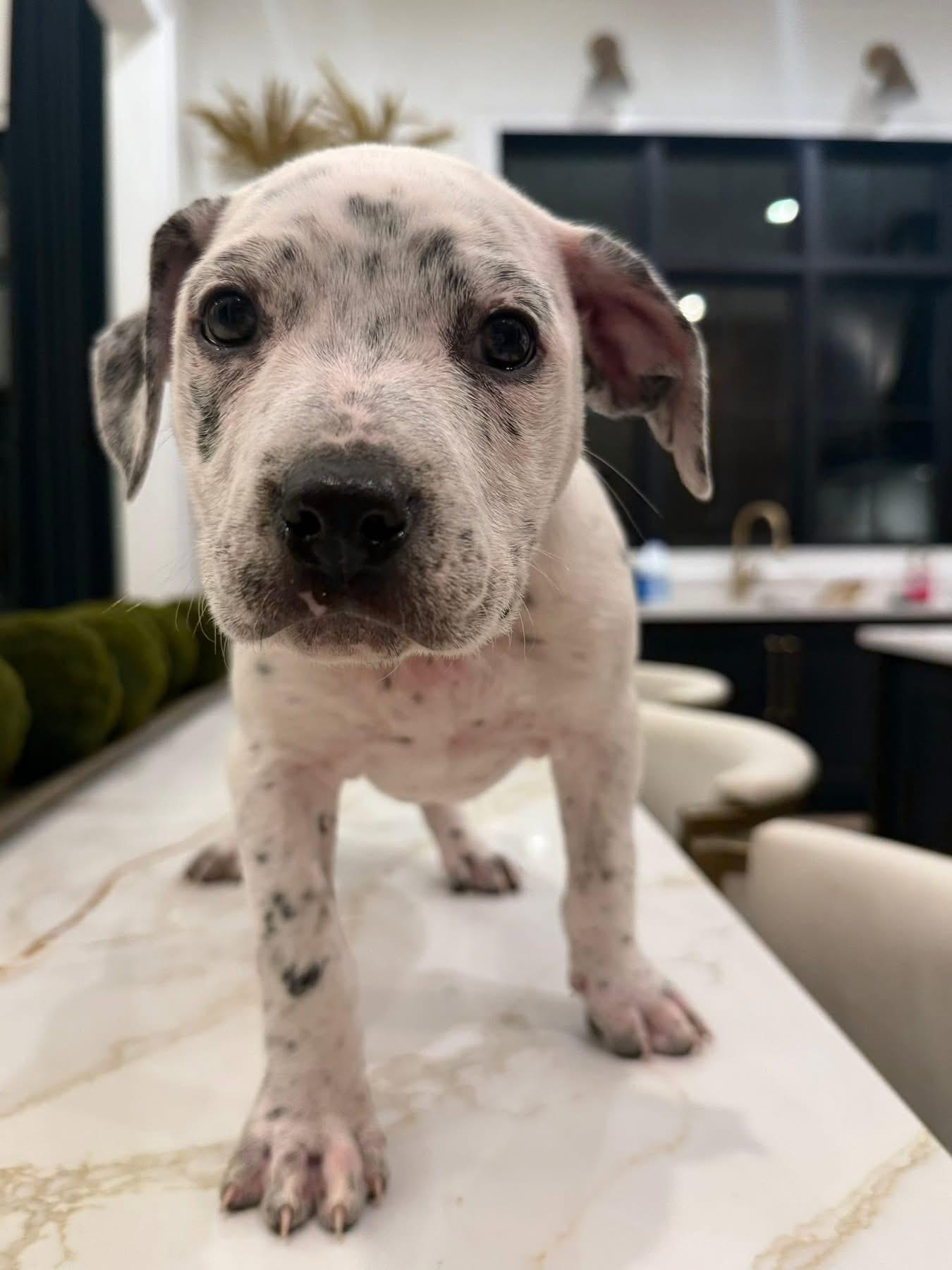 Enlarge Todd (Ruby Sue pup) , an adopted mixed breed in Mount Juliet, TN image 2/4