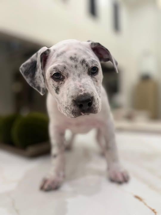 Enlarge Todd (Ruby Sue pup) , an adopted mixed breed in Mount Juliet, TN image 1/4