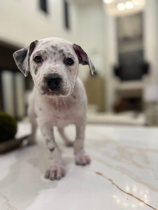 Enlarge Todd (Ruby Sue pup) , an adopted mixed breed in Mount Juliet, TN image 4/4