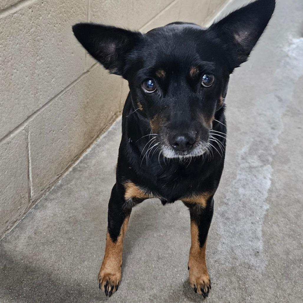 Gigi, Adoptable, Adult Female Mixed Breed.