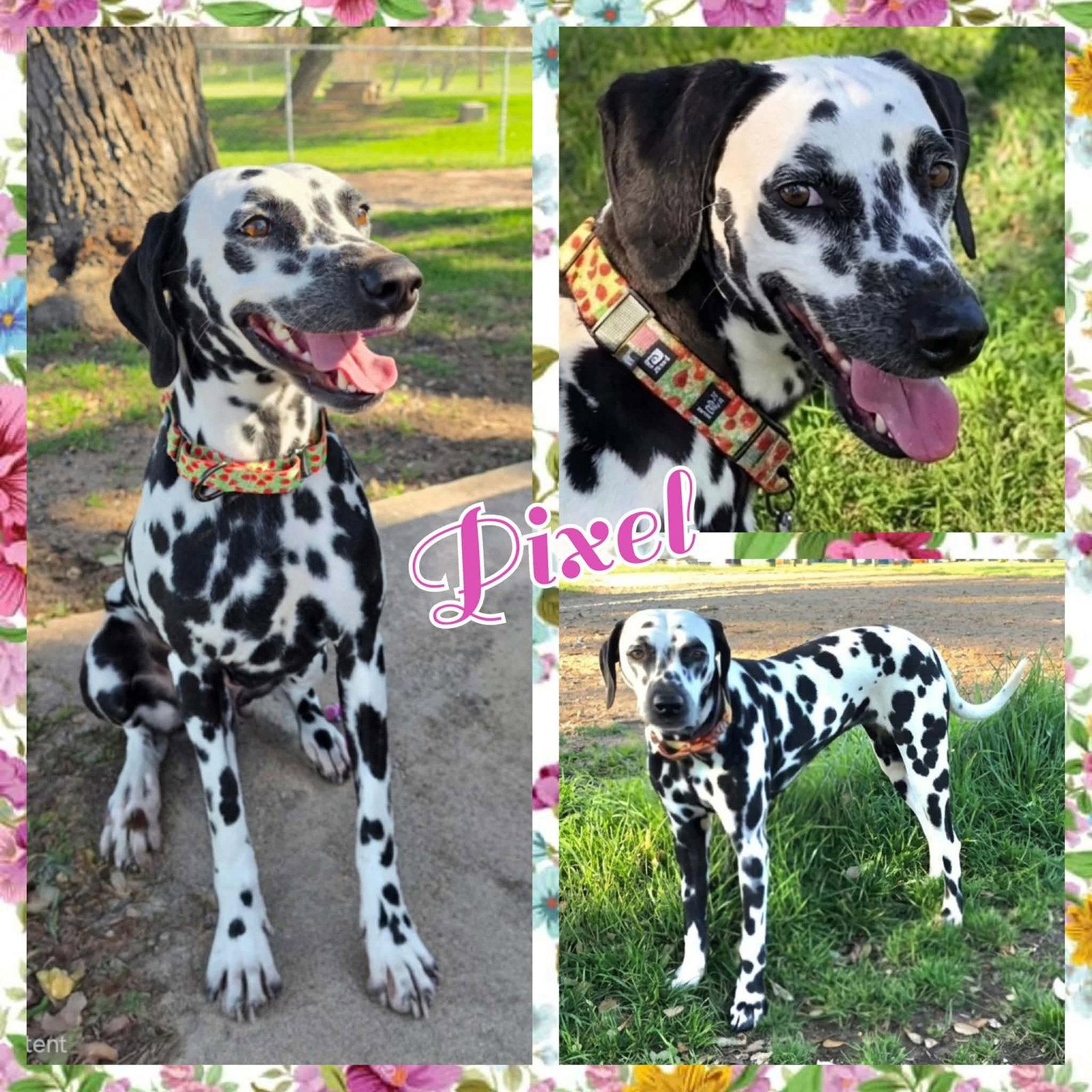 Enlarge Pixel, a Adoptable Dalmatian in Colorado Springs, CO image 1/1