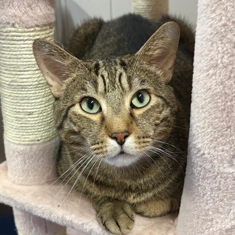 Gritty, Adoptable, Adult Male Domestic Short Hair.
