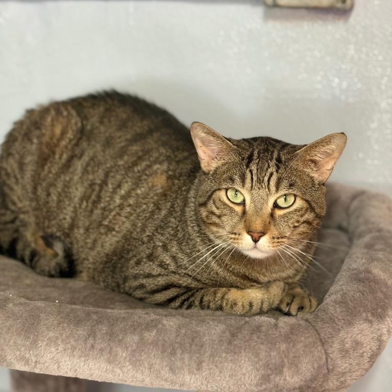 Enlarge Gritty, a Adoptable Domestic Short Hair in Fort Lauderdale, FL image 2/6
