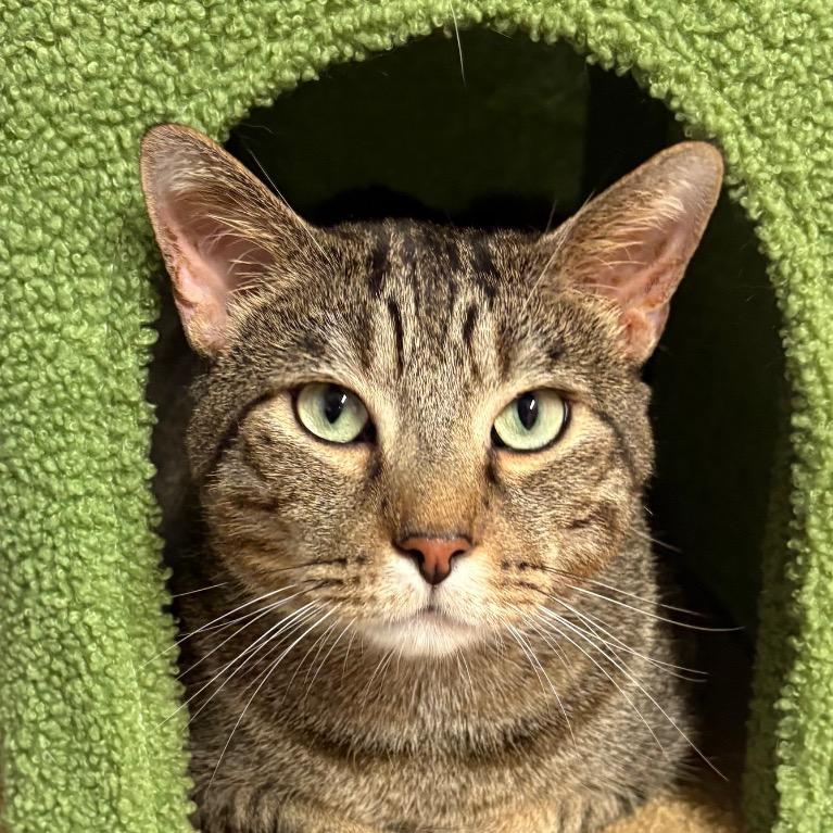 Enlarge Gritty, a Adoptable Domestic Short Hair in Fort Lauderdale, FL image 3/6
