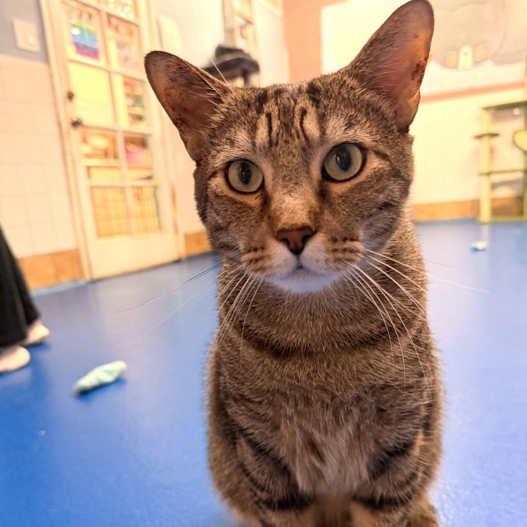 Enlarge Gritty, a Adoptable Domestic Short Hair in Fort Lauderdale, FL image 4/6