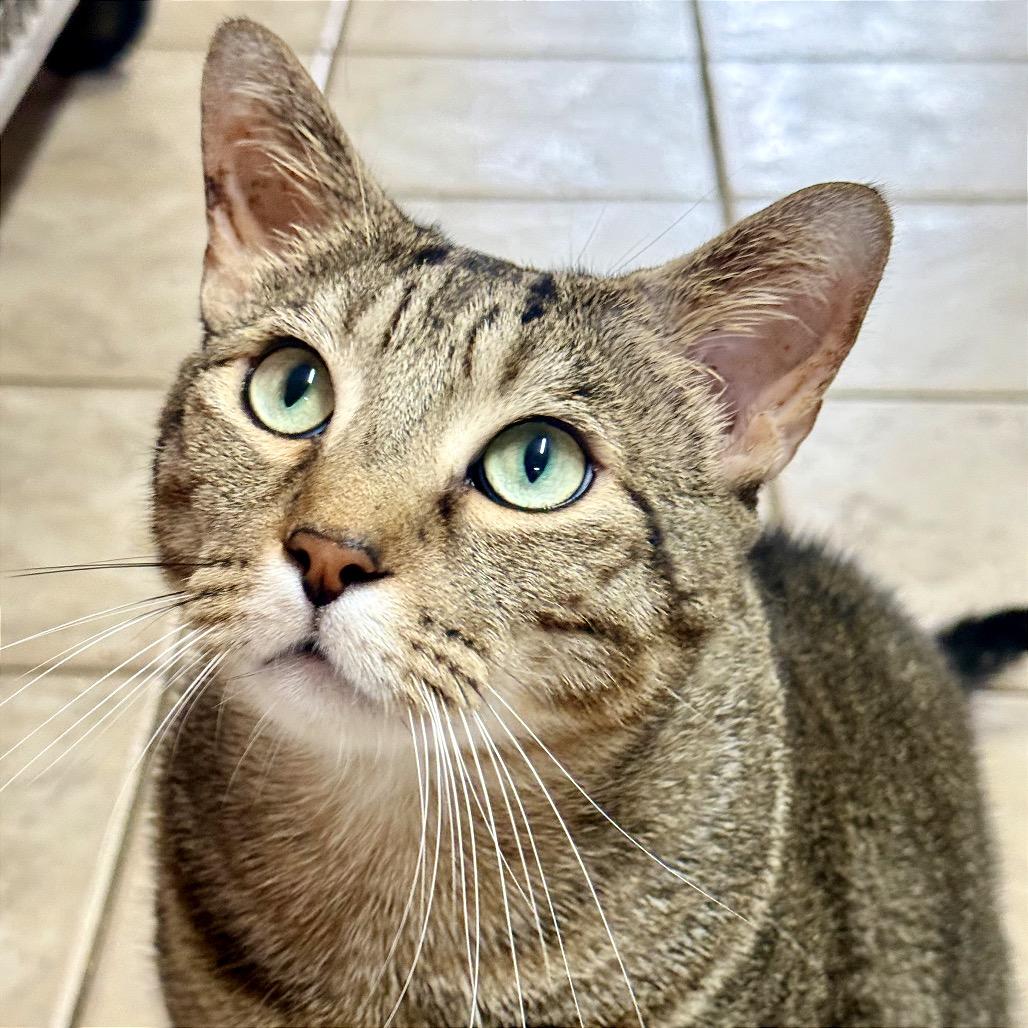 Enlarge Gritty, a Adoptable Domestic Short Hair in Fort Lauderdale, FL image 5/6